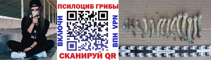 хочу наркоту OMG ССЫЛКА Галлюциногенные грибы Cubensis Грязовец